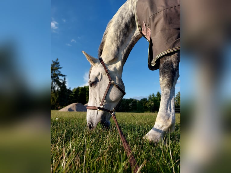 Holsteiner Wallach 11 Jahre 175 cm Apfelschimmel in Büddenstedt