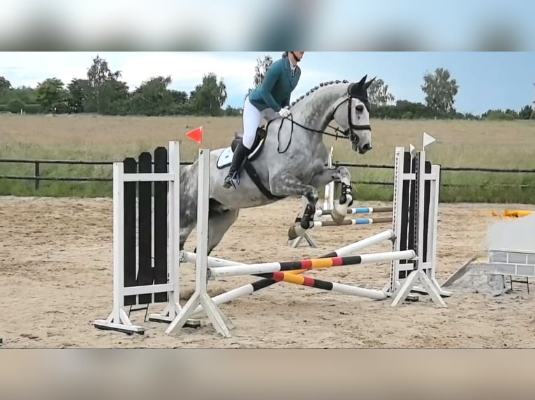 Holsteiner Wallach 11 Jahre 175 cm Apfelschimmel in Büddenstedt