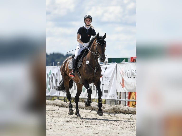 Holsteiner Wallach 11 Jahre 175 cm Dunkelbrauner in Friedrichshafen