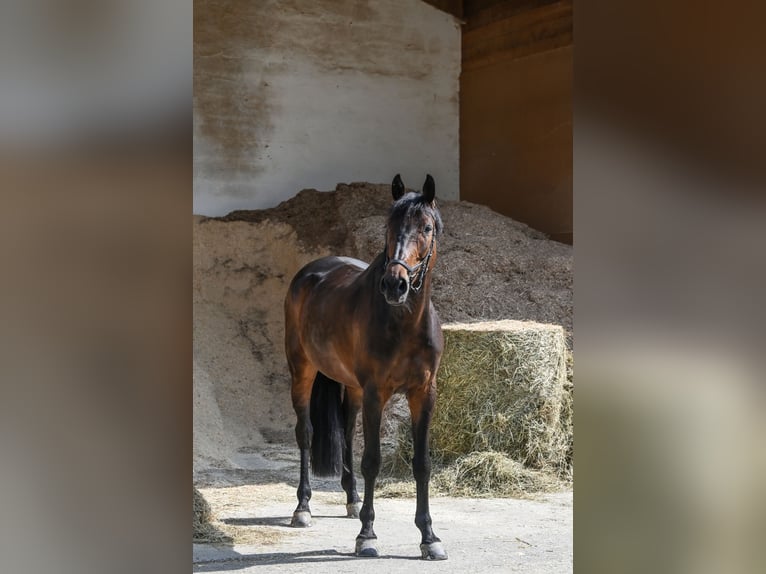 Holsteiner Wallach 11 Jahre 175 cm Dunkelbrauner in Friedrichshafen