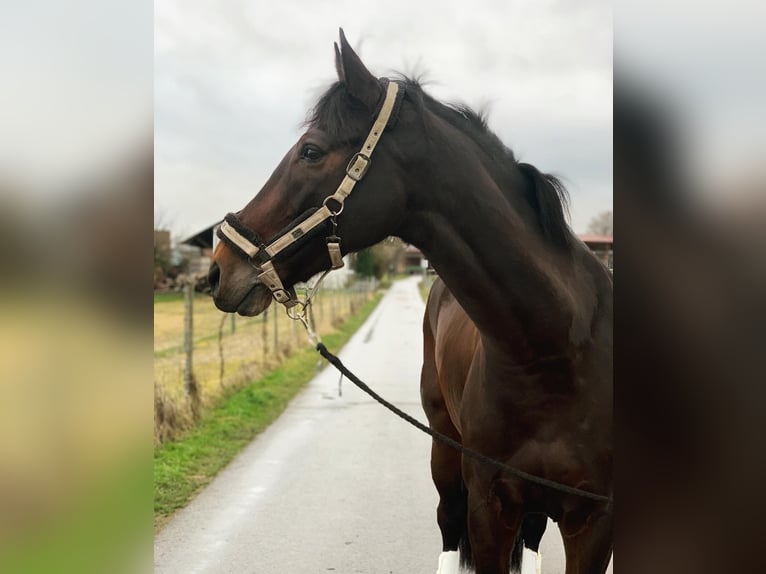 Holsteiner Wallach 11 Jahre 175 cm Dunkelbrauner in Friedrichshafen