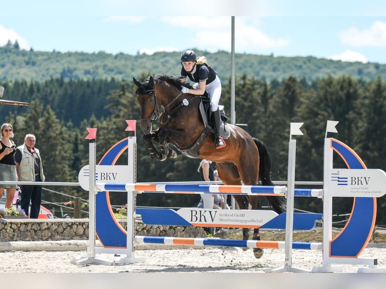Holsteiner Wallach 11 Jahre 175 cm Dunkelbrauner in Friedrichshafen