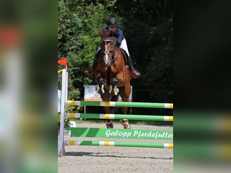 Holsteiner Wallach 11 Jahre 176 cm Brauner in Käshofen