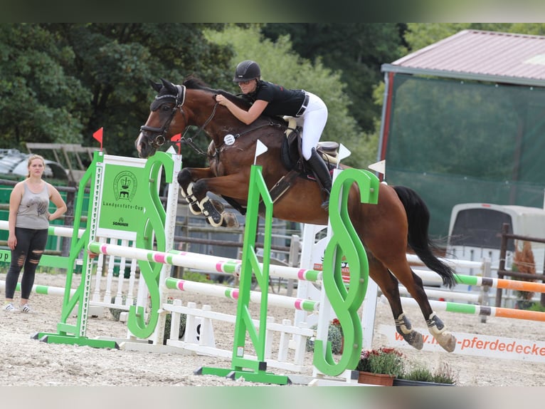 Holsteiner Wallach 11 Jahre 176 cm Brauner in Käshofen