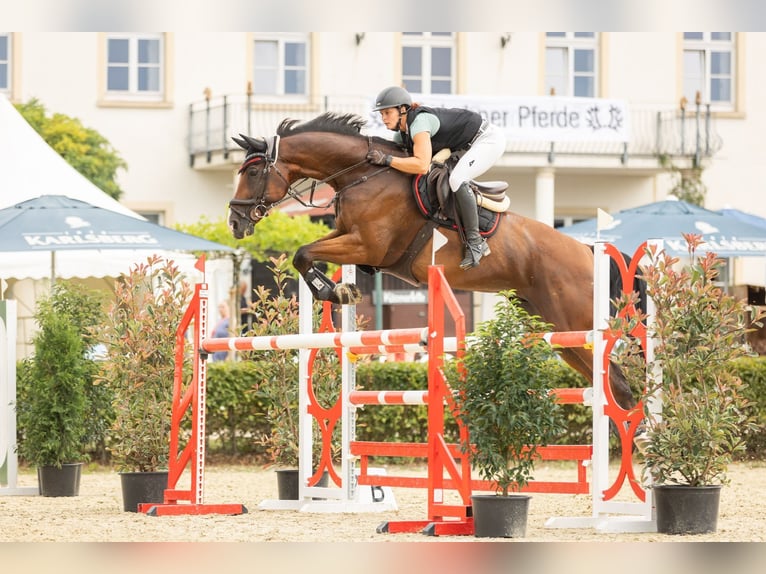 Holsteiner Wallach 11 Jahre 176 cm Brauner in Käshofen