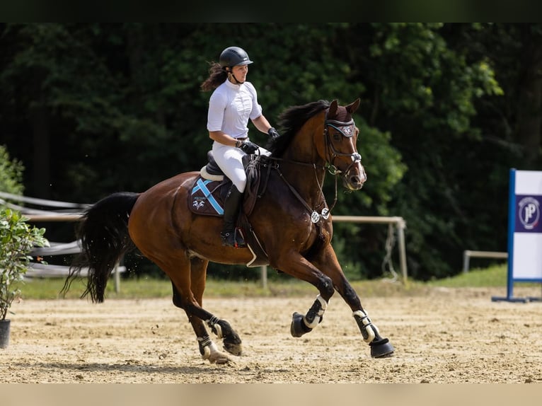 Holsteiner Wallach 11 Jahre 176 cm Brauner in Käshofen