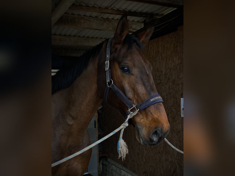 Holsteiner Wallach 11 Jahre 177 cm Brauner in HeidgrabenTornesch