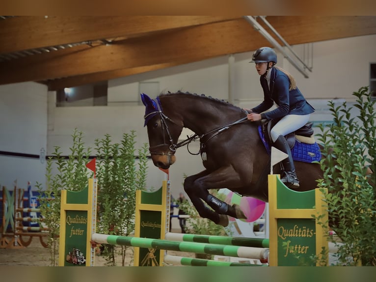 Holsteiner Wallach 11 Jahre 177 cm Brauner in HeidgrabenTornesch