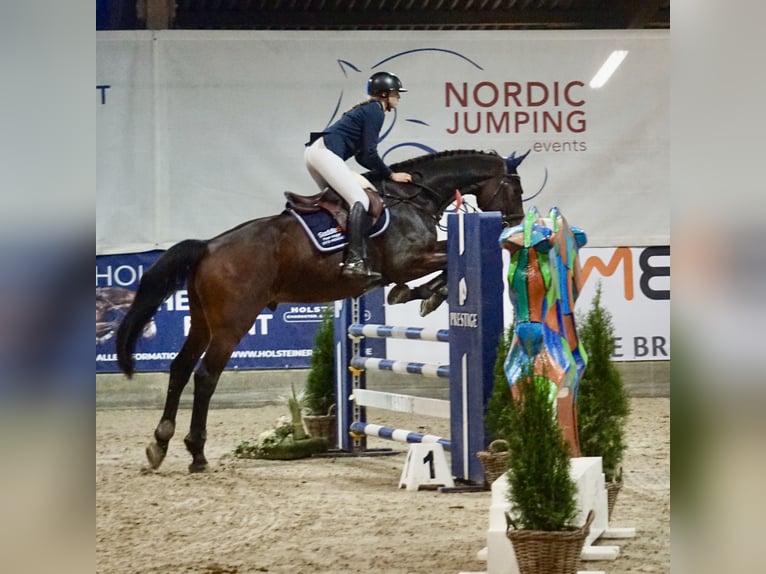 Holsteiner Wallach 11 Jahre 177 cm Brauner in HeidgrabenTornesch
