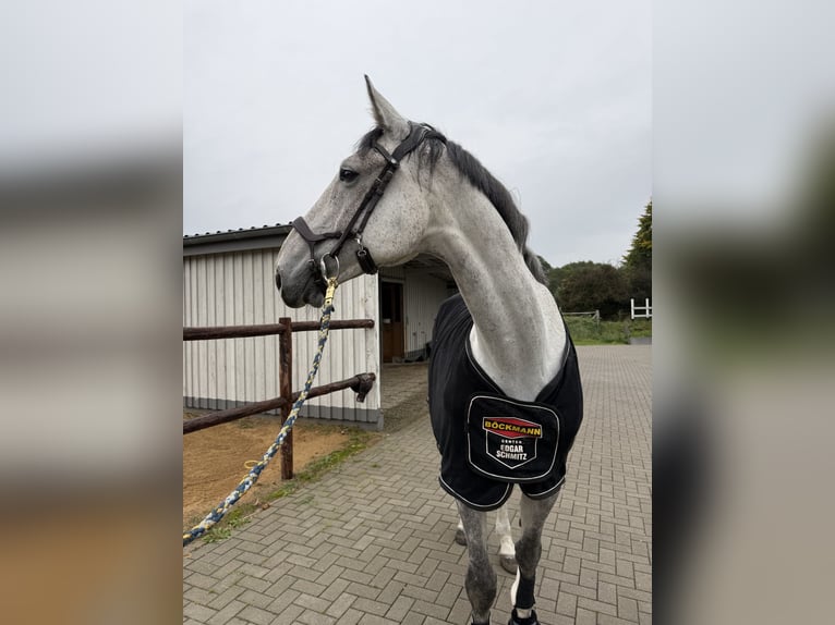Holsteiner Wallach 11 Jahre 179 cm Schimmel in Norderstedt