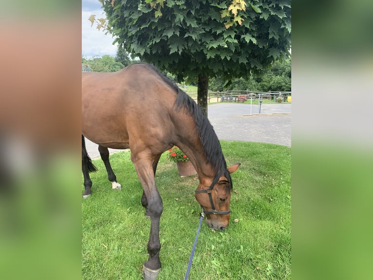 Holsteiner Wallach 11 Jahre 180 cm Brauner in Leverkusen