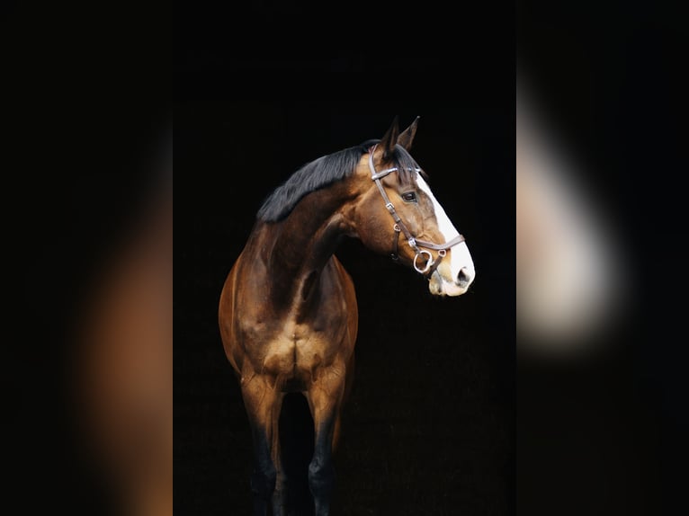 Holsteiner Wallach 11 Jahre 183 cm Dunkelbrauner in Emsdetten