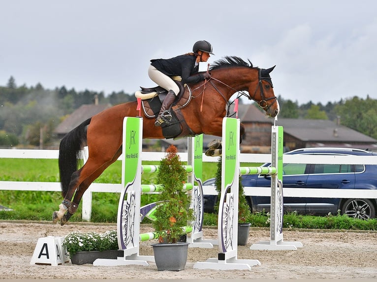 Holsteiner Wallach 11 Jahre Brauner in Interlaken