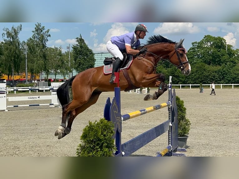 Holsteiner Wallach 11 Jahre Brauner in Interlaken