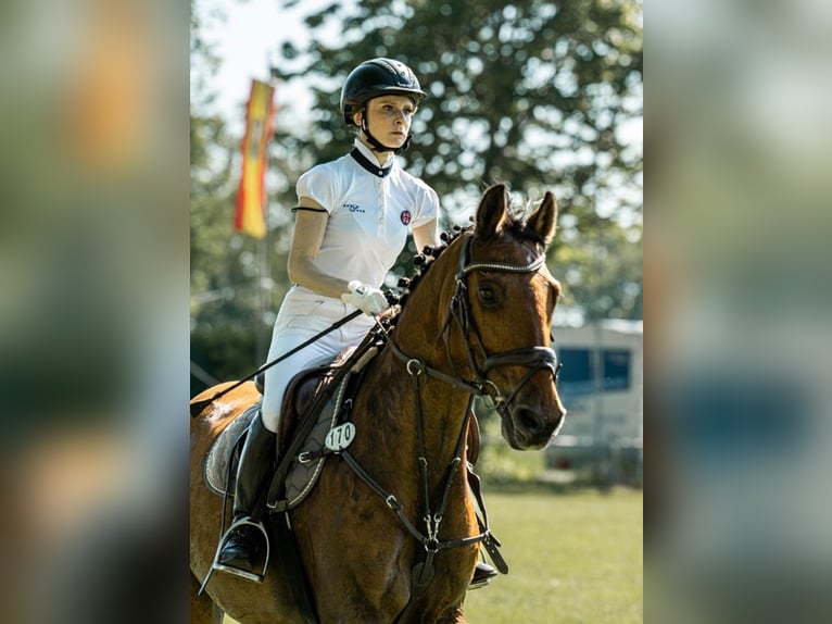 Holsteiner Wallach 12 Jahre 155 cm Brauner in Isernhagen