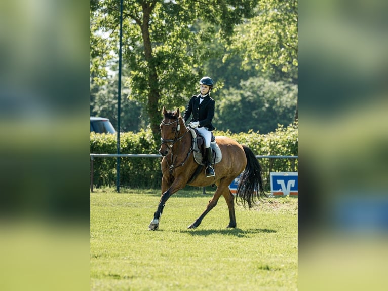 Holsteiner Wallach 12 Jahre 155 cm Brauner in Isernhagen