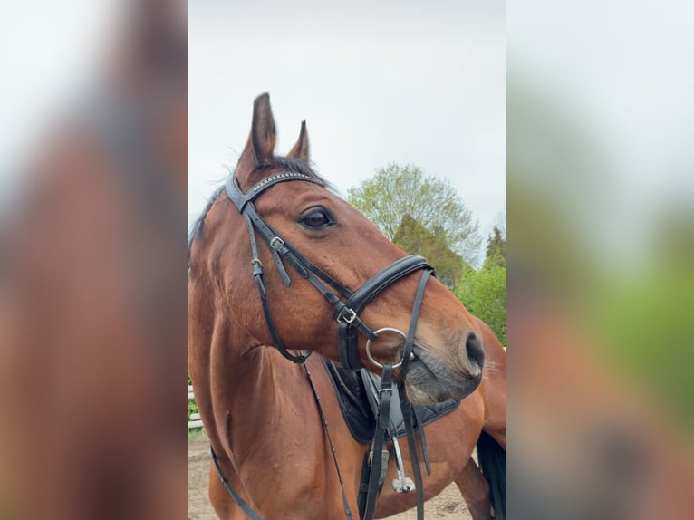 Holsteiner Wallach 12 Jahre 155 cm Brauner in Isernhagen