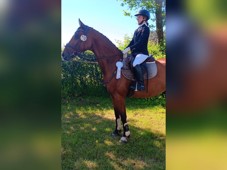 Holsteiner Wallach 12 Jahre 155 cm Brauner in Isernhagen