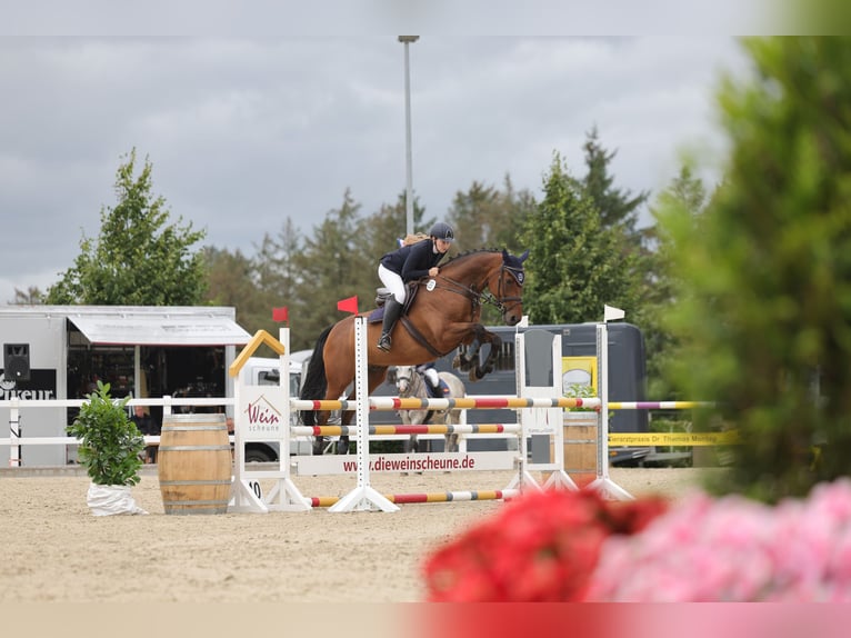 Holsteiner Wallach 12 Jahre 164 cm Brauner in Niebüll