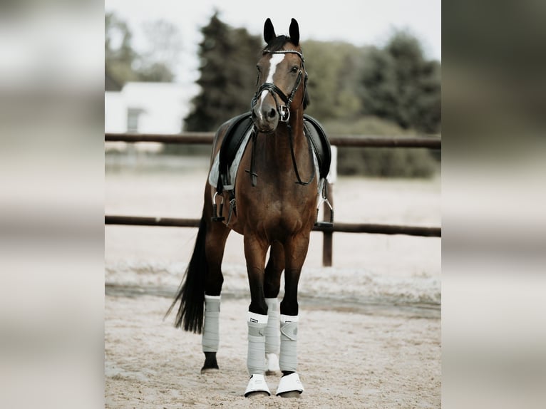 Holsteiner Wallach 12 Jahre 165 cm Dunkelbrauner in Neuss