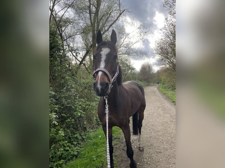 Holsteiner Wallach 12 Jahre 165 cm Dunkelbrauner in Neuss