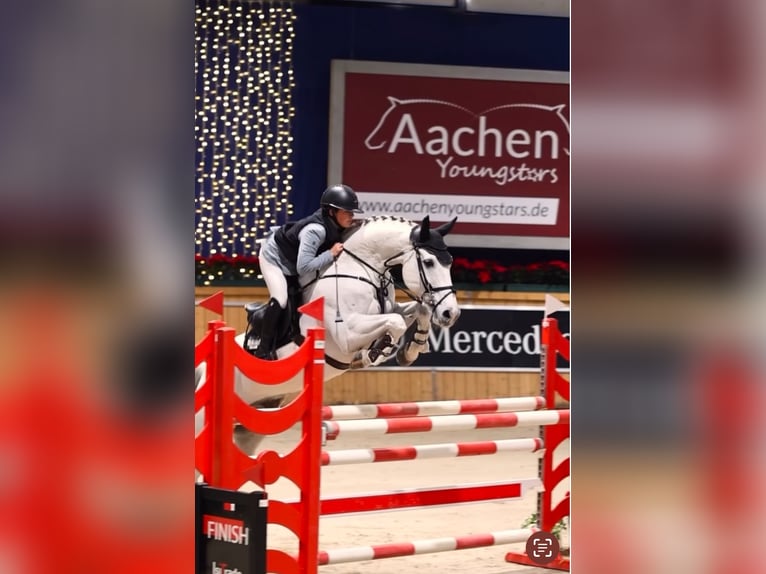 Holsteiner Wallach 12 Jahre 165 cm Schimmel in Pulheim