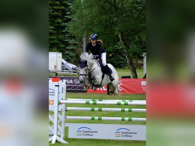Holsteiner Wallach 12 Jahre 165 cm Schimmel in Cottbus