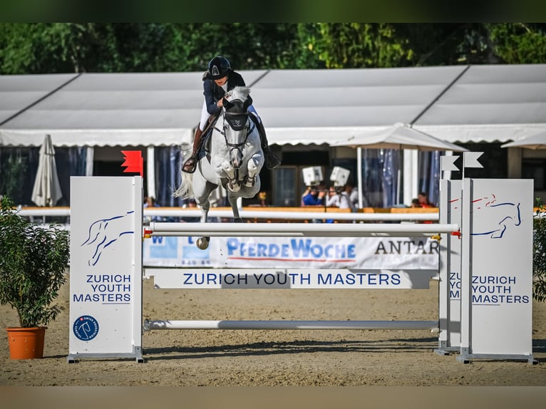 Holsteiner Wallach 12 Jahre 166 cm Schimmel in DiepoldsauDiepoldsau