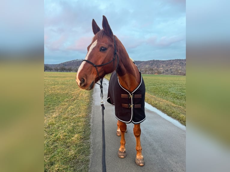 Holsteiner Wallach 12 Jahre 167 cm Fuchs in Niederstetten