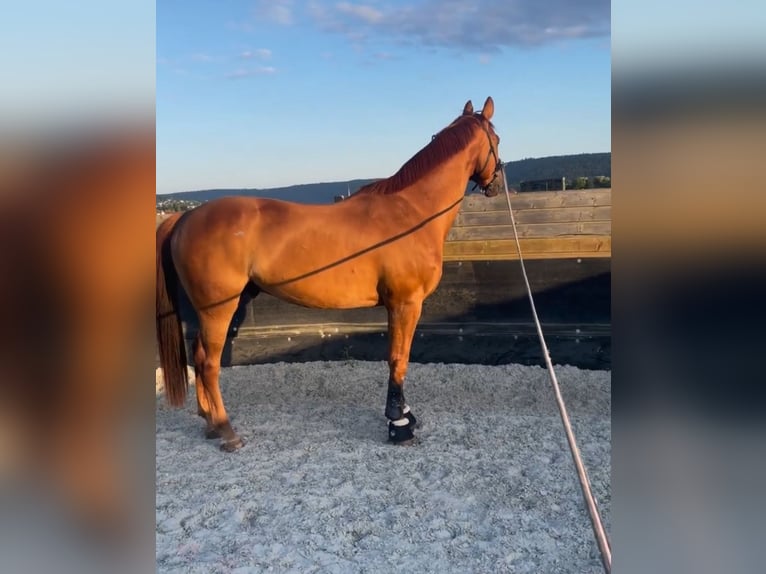 Holsteiner Wallach 12 Jahre 167 cm Fuchs in Niederstetten