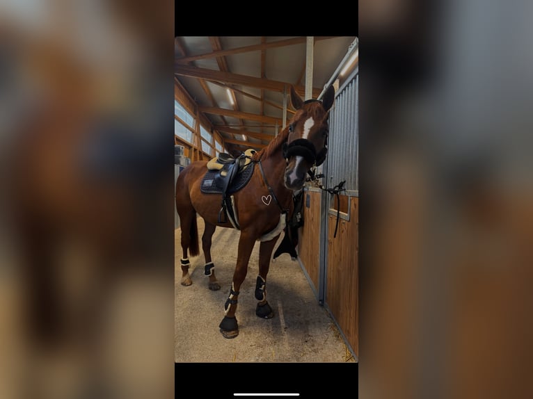 Holsteiner Wallach 12 Jahre 167 cm Fuchs in Niederstetten