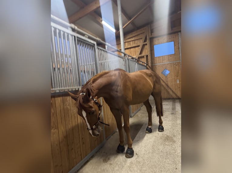 Holsteiner Wallach 12 Jahre 167 cm Fuchs in Niederstetten