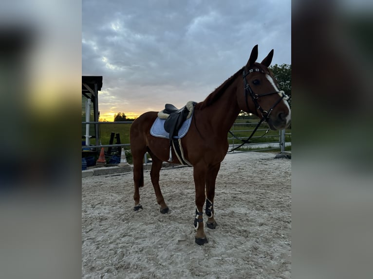 Holsteiner Wallach 12 Jahre 167 cm Fuchs in Niederstetten