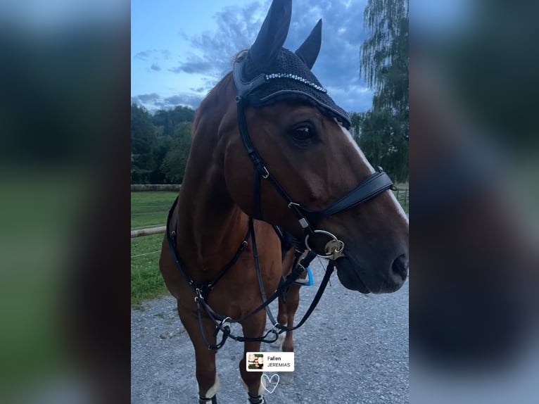 Holsteiner Wallach 12 Jahre 167 cm Fuchs in Niederstetten