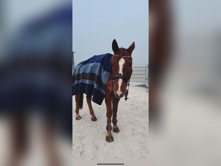 Holsteiner Wallach 12 Jahre 167 cm Fuchs in Niederstetten