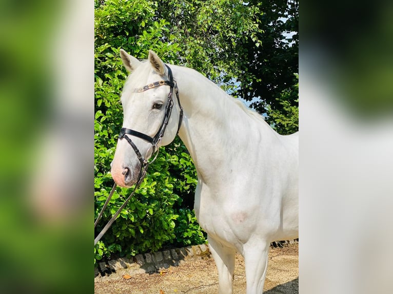 Holsteiner Wallach 12 Jahre 167 cm Schimmel in Zeven