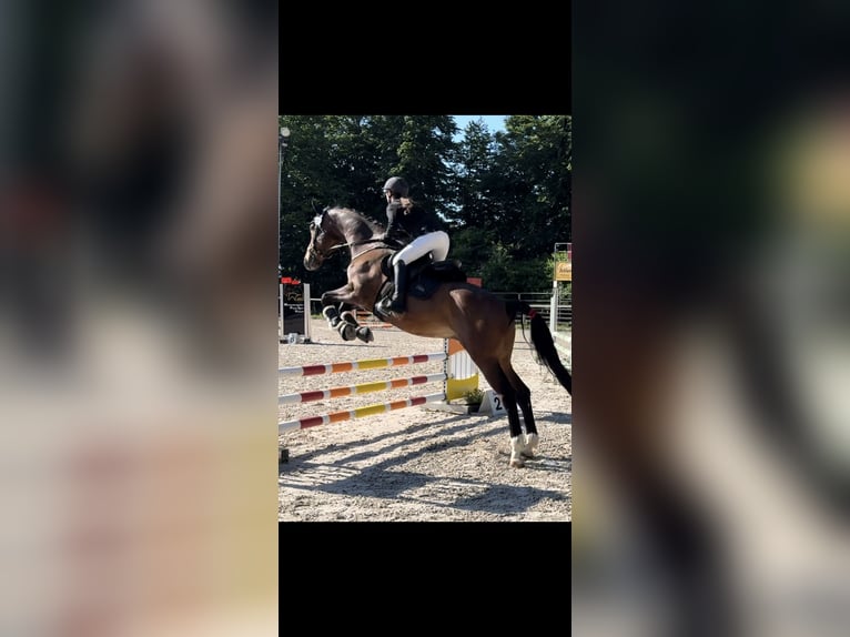 Holsteiner Mix Wallach 12 Jahre 168 cm Brauner in Giengen an der Brenz