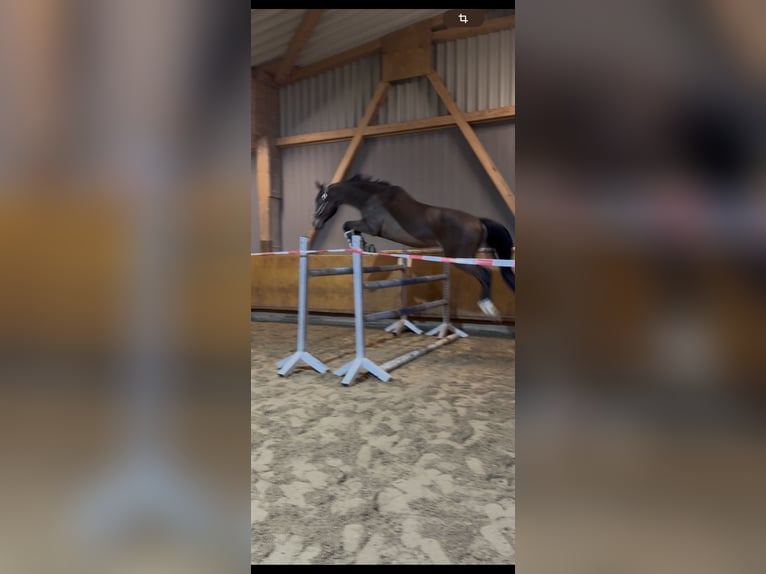 Holsteiner Mix Wallach 12 Jahre 168 cm Brauner in Giengen an der Brenz