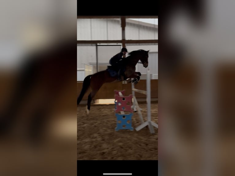 Holsteiner Mix Wallach 12 Jahre 168 cm Brauner in Giengen an der Brenz