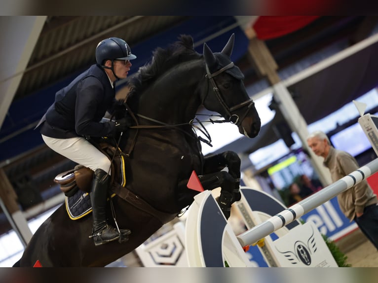 Holsteiner Wallach 12 Jahre 168 cm Schwarzbrauner in Rodenbek