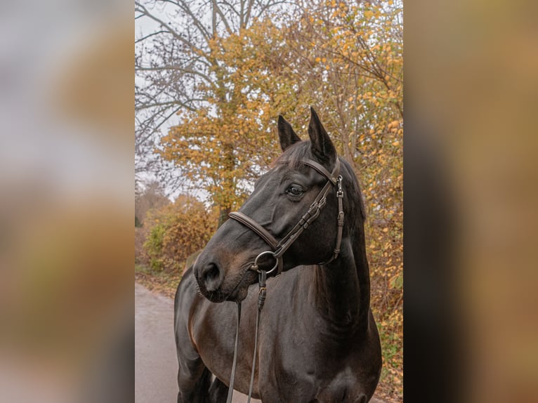 Holsteiner Wallach 12 Jahre 168 cm Schwarzbrauner in Rodenbek