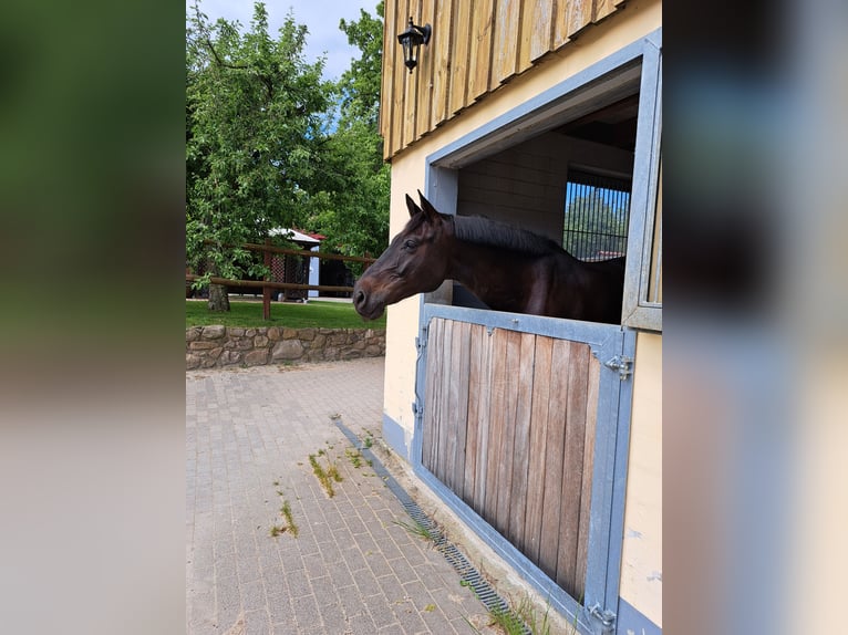 Holsteiner Wallach 12 Jahre 168 cm Schwarzbrauner in Rodenbek