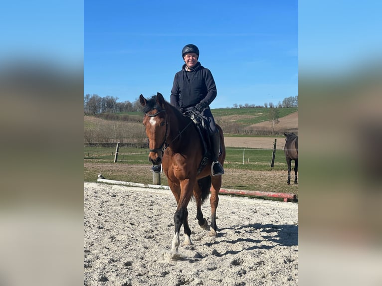 Holsteiner Wallach 12 Jahre 169 cm Brauner in niendorf bei Berkenthin