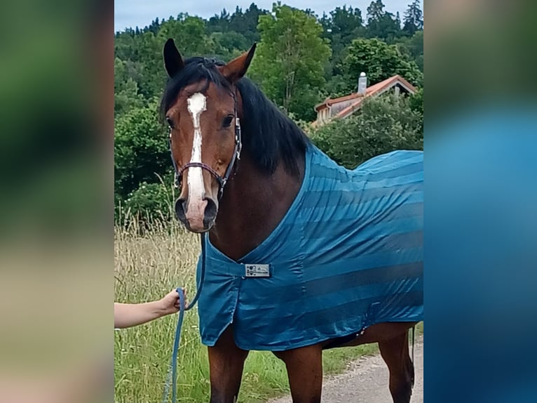 Holsteiner Wallach 12 Jahre 170 cm Brauner in Utzstetten