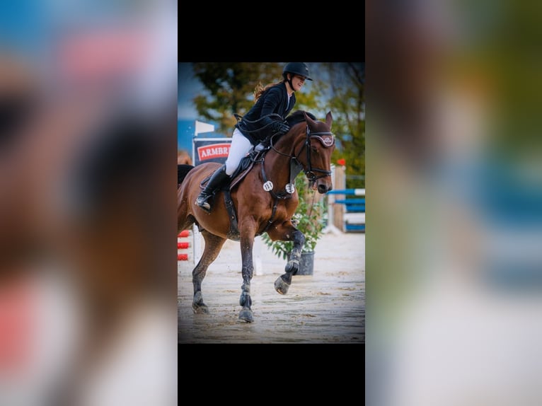 Holsteiner Wallach 12 Jahre 170 cm Brauner in Neuenburg am Rhein