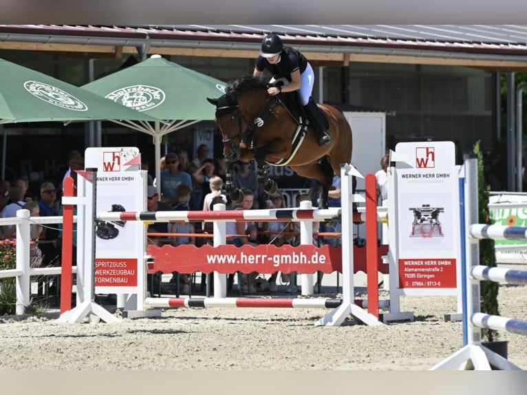 Holsteiner Wallach 12 Jahre 170 cm Brauner in Neuenburg am Rhein