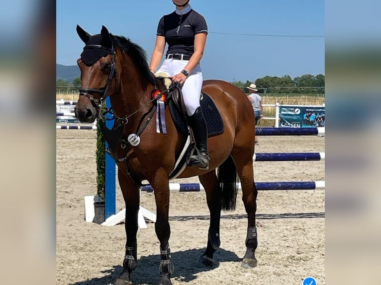 Holsteiner Wallach 12 Jahre 170 cm Brauner in Neuenburg am Rhein