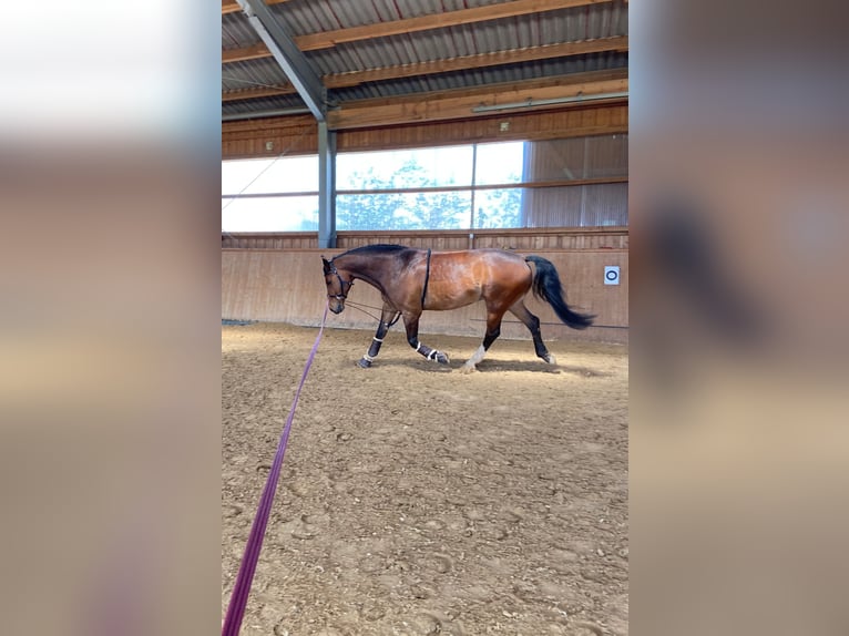 Holsteiner Wallach 12 Jahre 170 cm Dunkelbrauner in Emskirchen