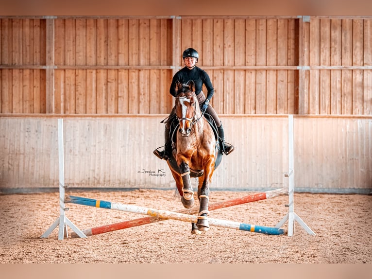 Holsteiner Wallach 12 Jahre 170 cm Dunkelbrauner in Emskirchen