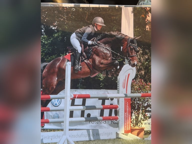 Holsteiner Wallach 12 Jahre 170 cm Dunkelbrauner in Engelschoff